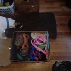 Dog Toys 