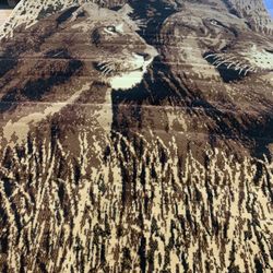 Home Decor Lion Area Rug New 