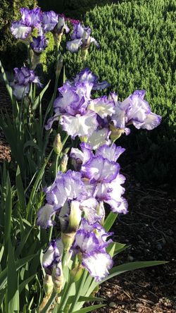 Irises