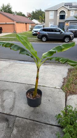 Banana plant from Cuba.