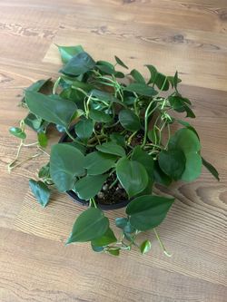 Philodendron Green Heart Leaf