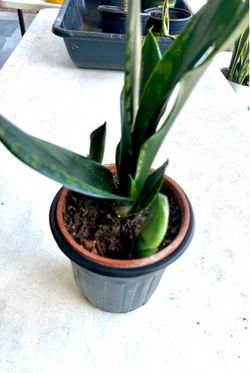 Silver as snake plant Silver edge snake plant