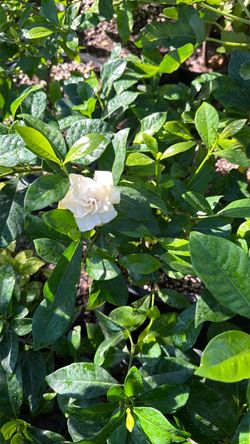 Gardenia