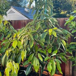 Avocado Tree