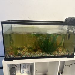 Fish Tank 