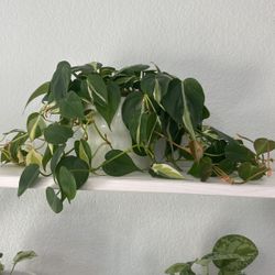 Plant With Pot