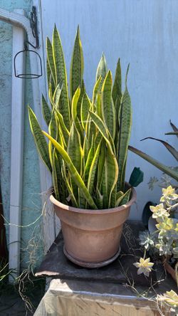 Big plant , snake