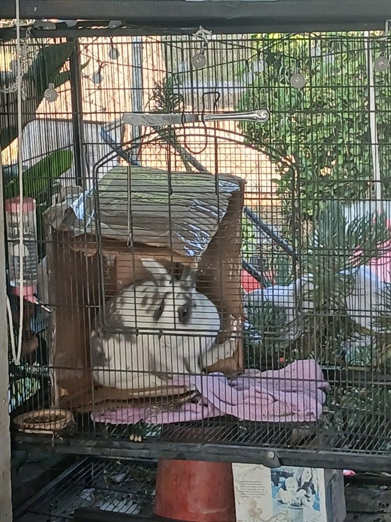 Cage