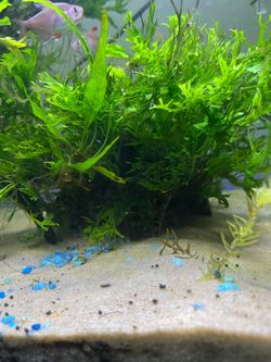 driftwood with java fern