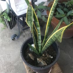 Snake Plant  Sanseveria 
