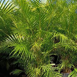 High Huge Arecas About 7 Feet Tall Instant Privacy Hedge For Fence