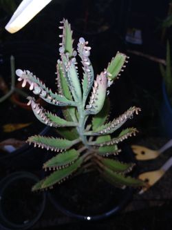 mother of thousands, alligator plant, or Mexican Hat