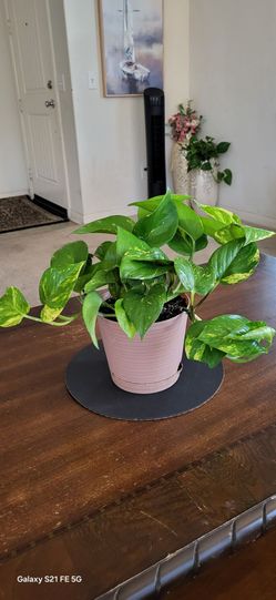 🪴 Bushy Golden Pothos Plant 7" Pot | Healthy Indoor Houseplant