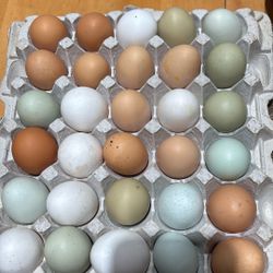 Unwashed Fertilized Chicken Eggs