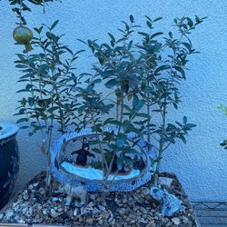 Bonsai Olive Trees As Forest Style In Group Planting $70
