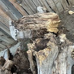 Fire Wood Dry Wood Tree Stumps Free