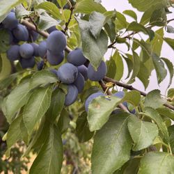 Organic Italian plums from our yard
