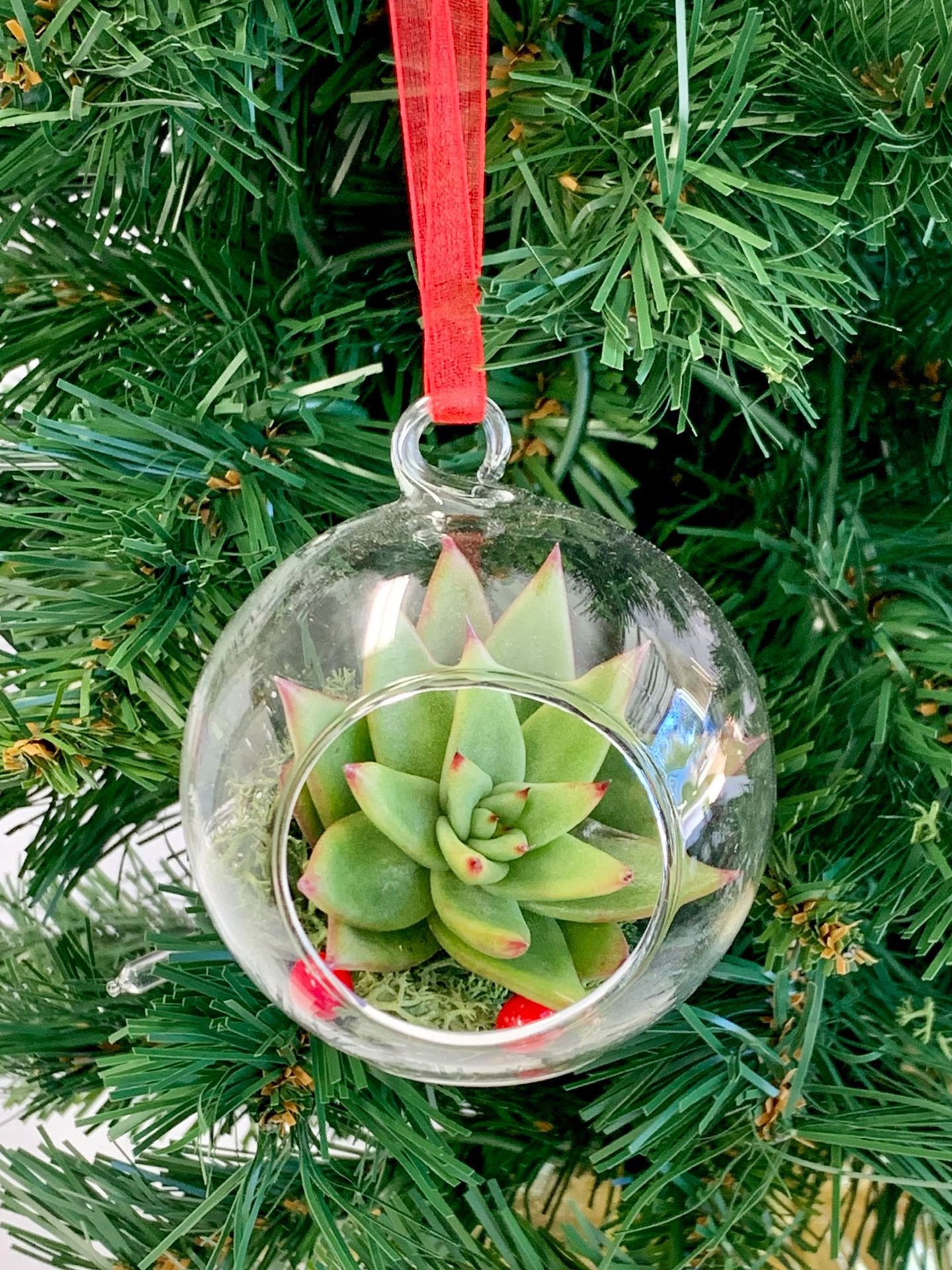 Live Succulent Terrarium Christmas Ornament
