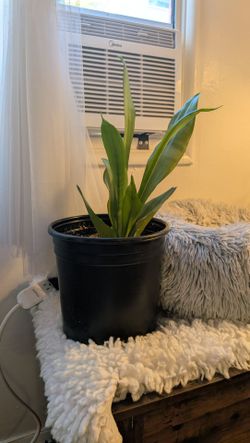 FREE SNAKE PLANT