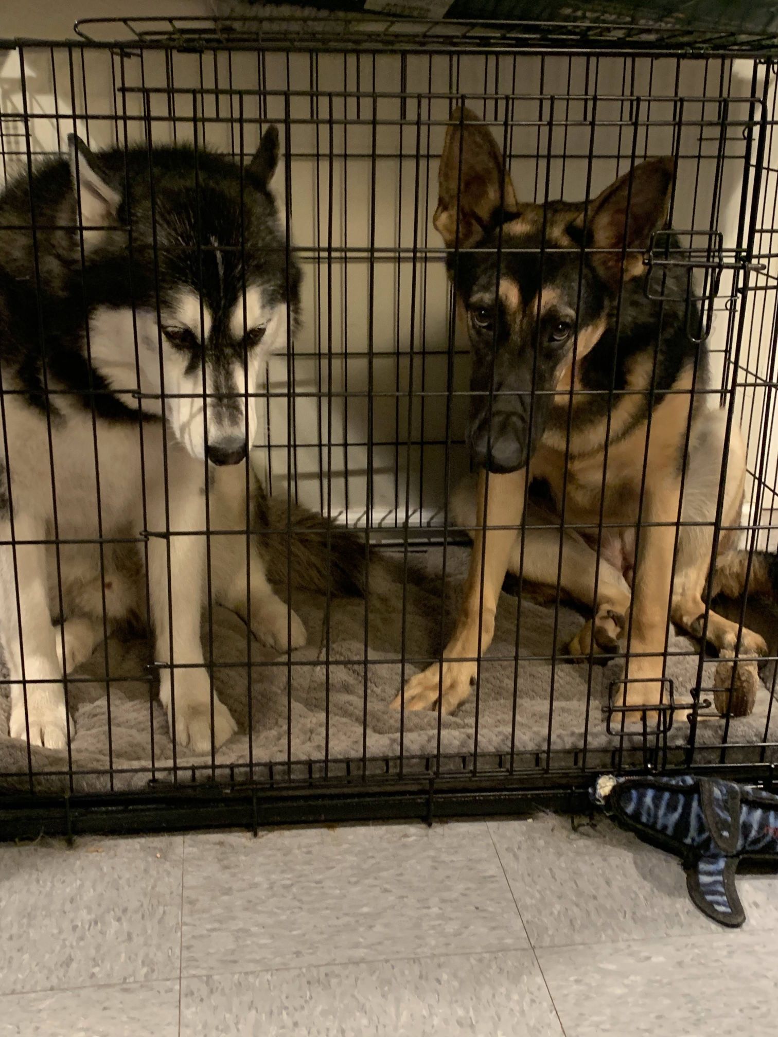 Extra Large Dog Crate 