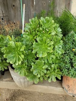 Green Plant 