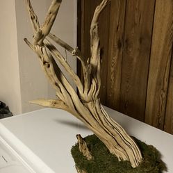 Ghost wood Climber Or Air Plants