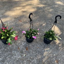 Christmas Cactus Plant 