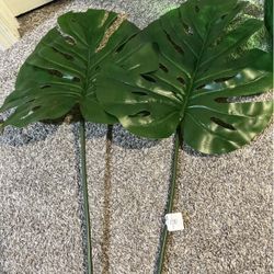 2 Threshold stem monstera 