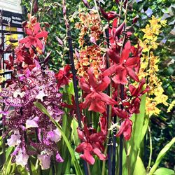 Oncidium Orchids Big Long Lasting Fragrant Flowers 