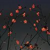 Jasmin