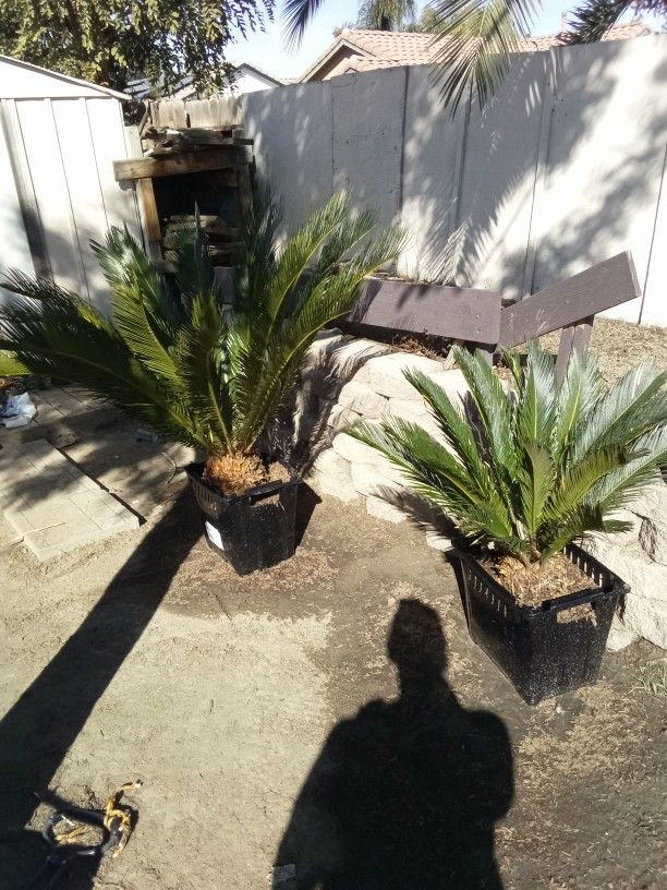Sego Palms I Have 4 Of Them