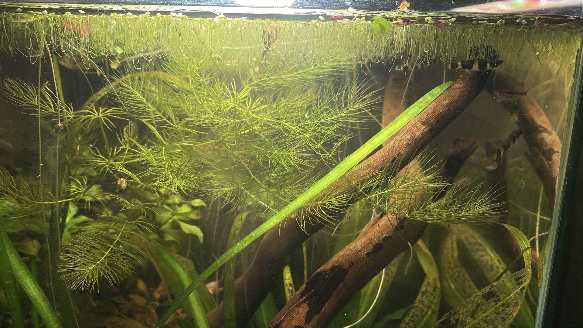 Hornwort $5