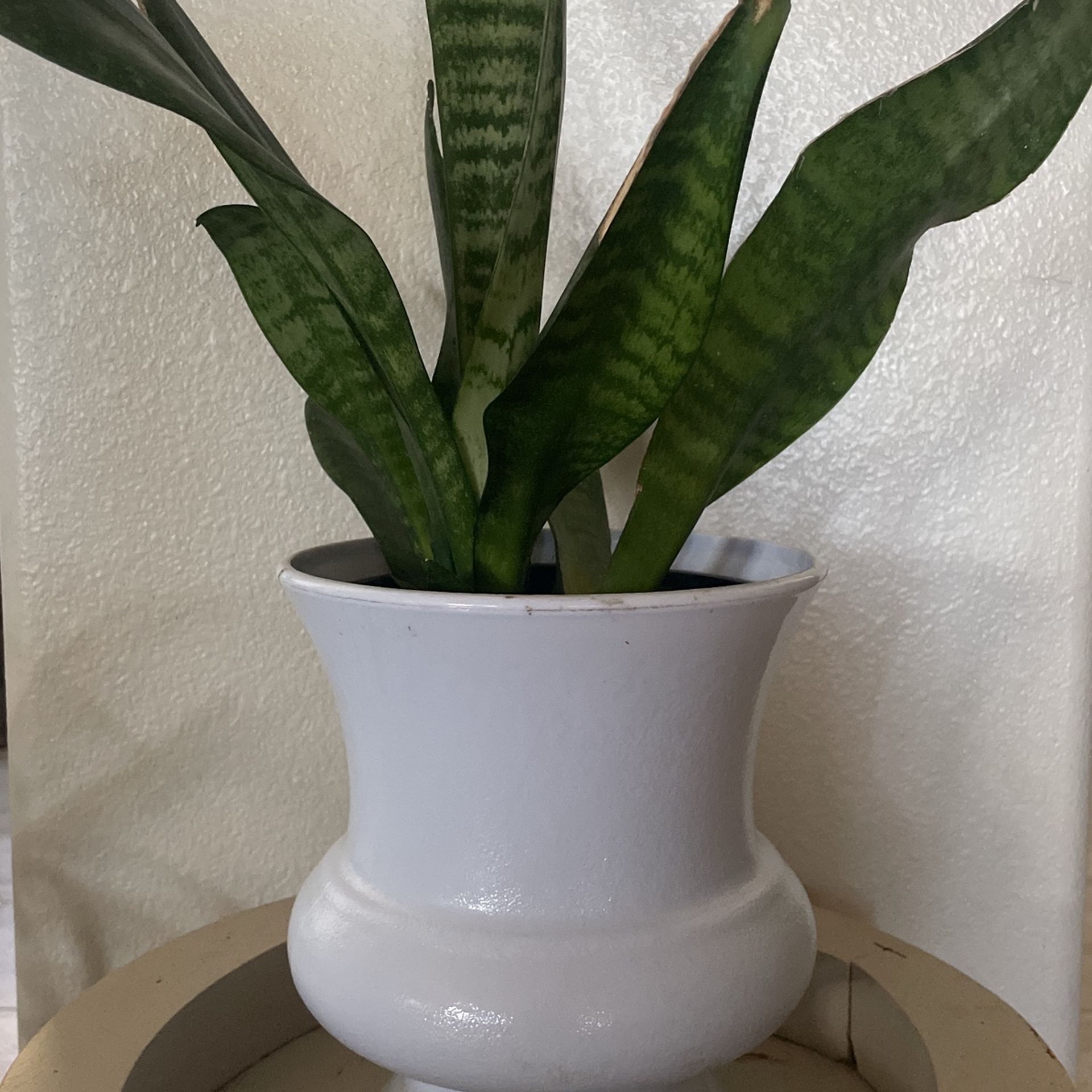 Sansevieria With Pot Natural Plant.