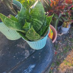 Succulent Plant 