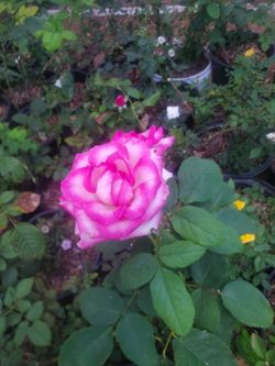 Exotic Roses