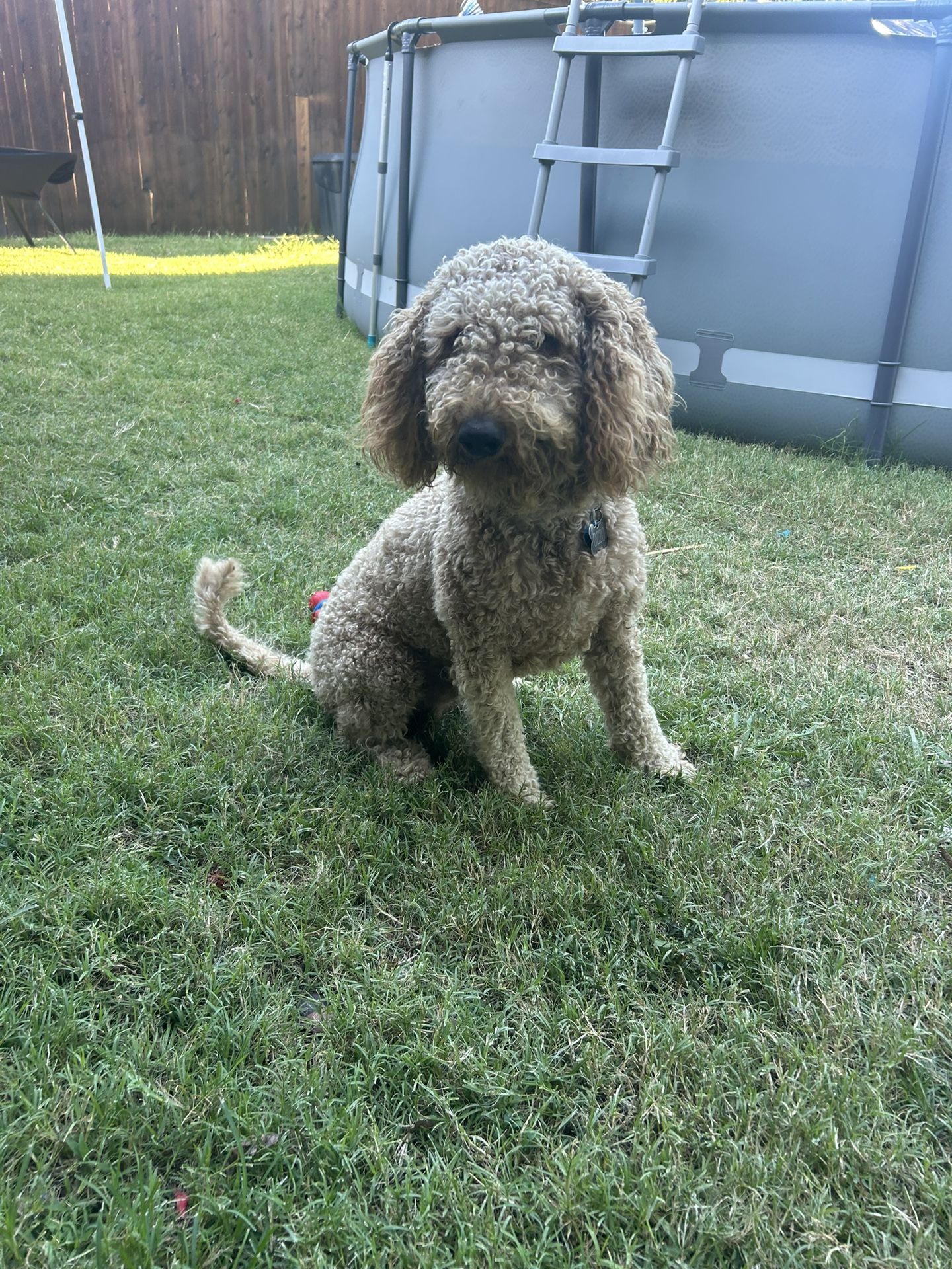 Golden Doodle