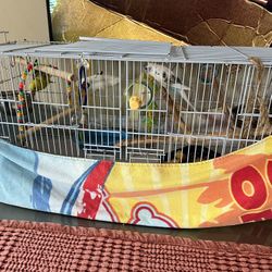2 Parakeets And Cage 30” long by 14” height x 11.5 wide