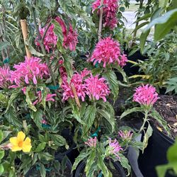 Allamanda/ Butterfly Bush/pink Flamingo Flower Plants 