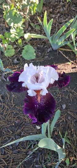 Iris