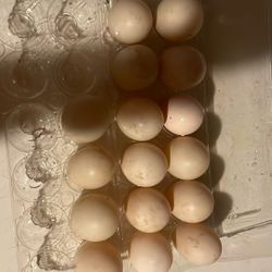 Duck Eggs 