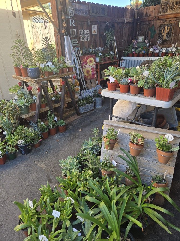 Healthy variety of colorful succulents at lower than retail prices