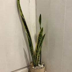 Homegrown Large Snake plant In Pot