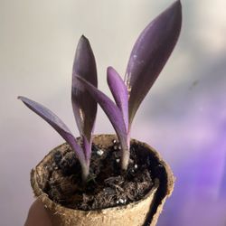 Purple Heart