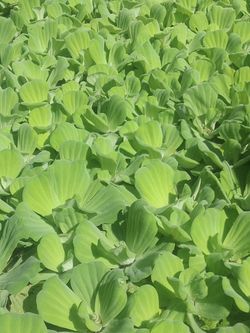 Water Lettuce floating plants Pond aquarium terrarium