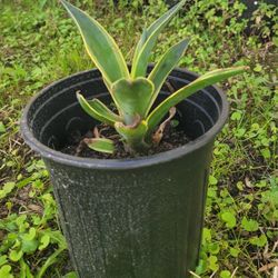 Verigated Agave