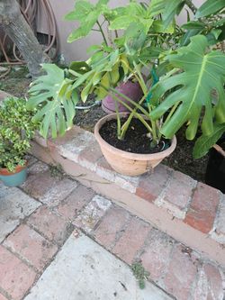 Monstera