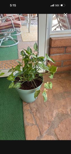 Arrowhead Plant