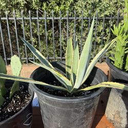 Agave Americana Large Plant