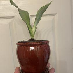 Moonlight Sansevieria | Light Green Snake Plant | Low Light | Drought Hardy | Low Maintenance 