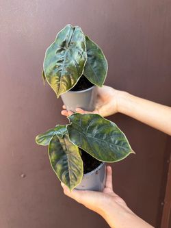 5” alocasia azlanii
